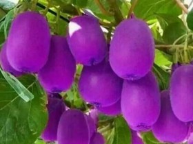 认清紫美猕猴桃的真面目